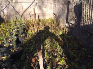 IMG_20201108_125814.jpg