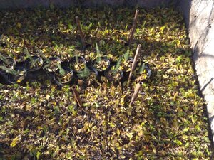 IMG_20201108_125635.jpg