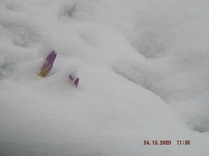 DSCF9676.JPG