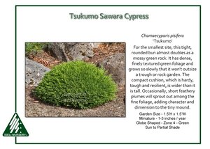 Chamaecyparis-pisifera-Tsukumo.jpg