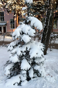 ель 30.11.jpg