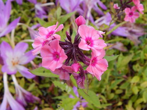 DSCN4041.JPG