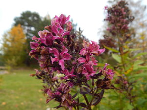 DSCN4105.JPG