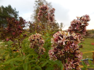 DSCN4106.JPG
