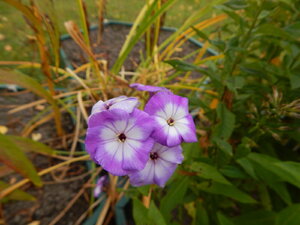 DSCN4107.JPG