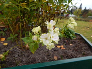 DSCN4108.JPG