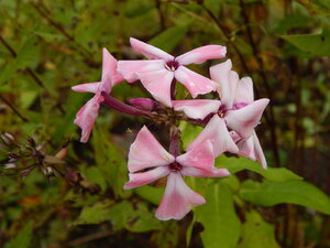DSCN4138.JPG