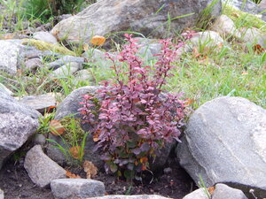 DSCN4067.JPG