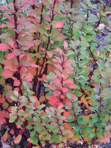 DSCN4070.JPG