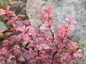 DSCN4074.JPG