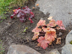 DSCN4084.JPG