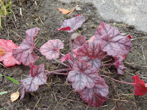 DSCN4086.JPG