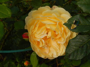 DSCN3927.JPG