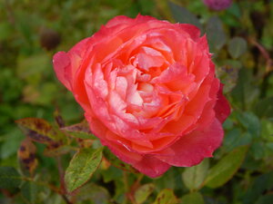 DSCN3937.JPG