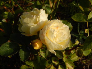 DSCN3954.JPG