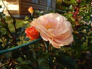 DSCN3964.JPG