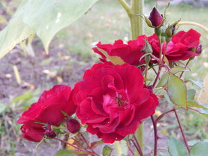 DSCN4113.JPG