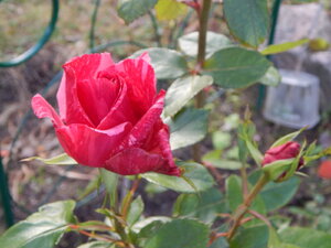 DSCN4157.JPG