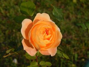 DSCN4159.JPG