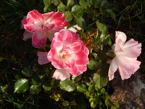 DSCN3953.JPG