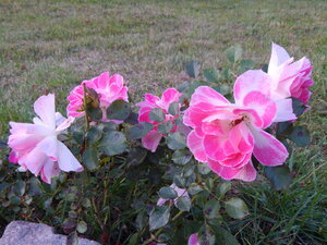 DSCN3984.JPG