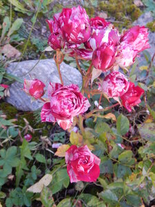 DSCN3989.JPG