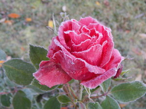 DSCN4179.JPG