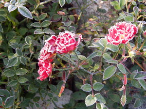 DSCN4183.JPG