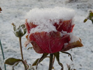 DSCN4241.JPG