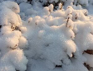 IMG_20201210_150615.jpg