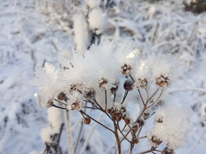 IMG_20201211_140229.jpg