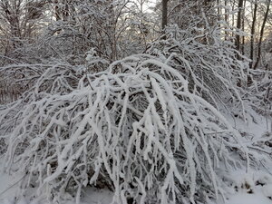 IMG_20201212_153526.jpg