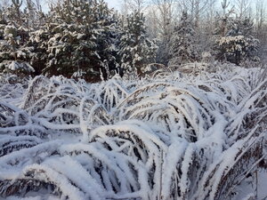 IMG_20201211_140319.jpg