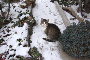 кот1.jpg