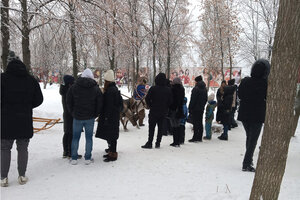 очер олени.jpg