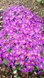 IMG_20180507_074034.jpg