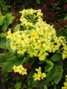 IMG_20160613_134709_1.jpg