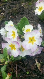 IMG_20180507_080433.jpg