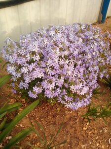 IMG_20160515_175247.jpg