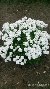 фотки 1219.jpg