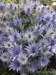 IMG_20200630_204538.jpg
