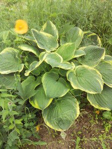 IMG_20160613_134231.jpg