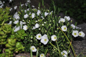 DSC_0463.JPG