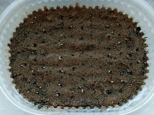 P10208-112412(1).jpg