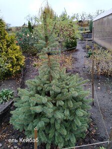 IMG_20201124_205504.jpg
