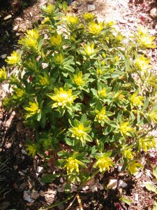 IMG_20160513_152353.jpg