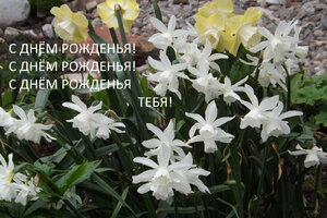 2019.06.09 Уч. № 1 Нарциссы Triandrus Thalia и Avalon_ С ДНЕМ РОЖДЕНИЯ_ DSCF3888.jpg