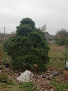 IMG_20201031_162259.jpg