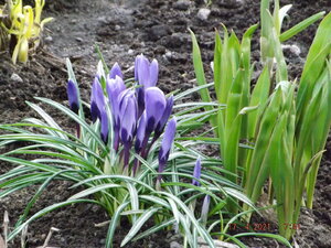 2021.04.17 Crocus `Negro Boy` _  DSCF0416.JPG