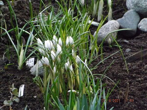 2021.04.17CROCUS `Jeanne D'Arc`_ DSCF0417.JPG